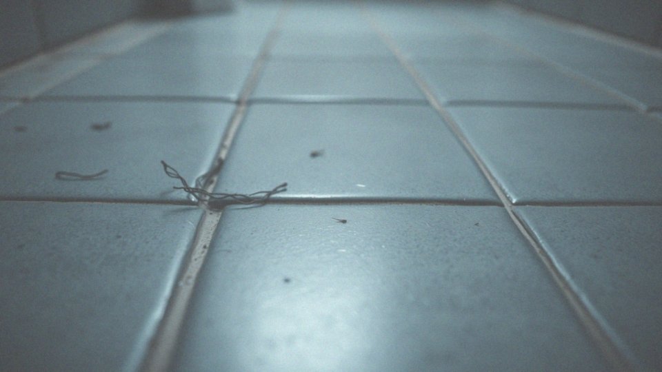 Co to są rybiki cukrowe i jak wyglądają?